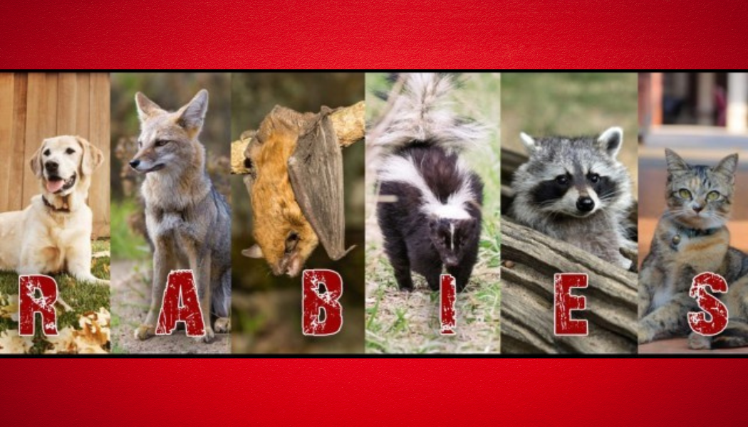 Rabies
