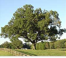 Picture of a Tree and a Fence